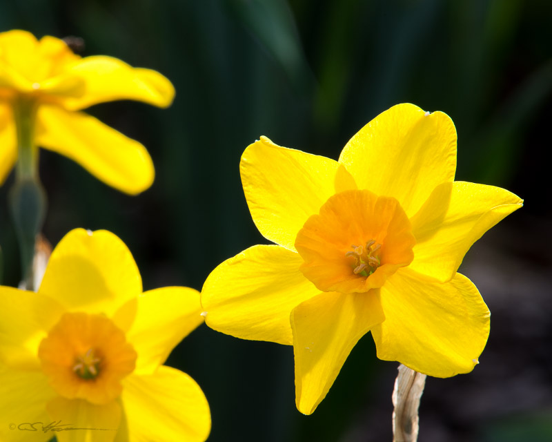 Daffodil 5-5-13