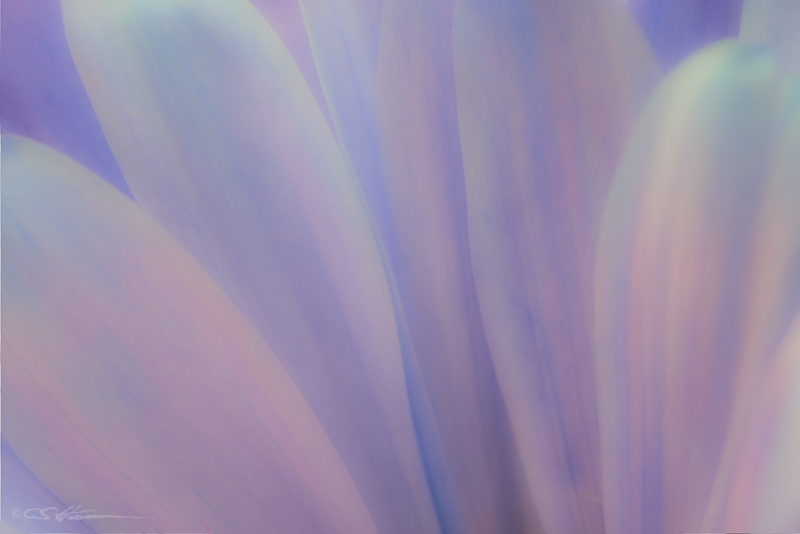 Abstract Flower 5-4-15