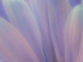 Abstract Flower 5-4-15