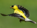 Goldfinch 7-30-15