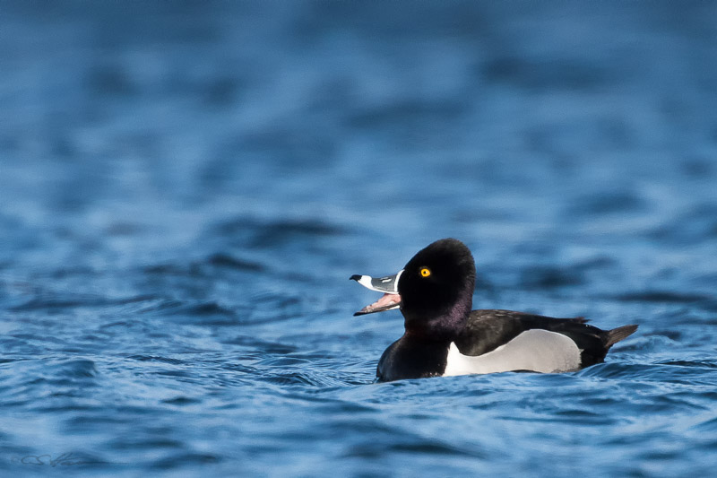 Ring-necked Duck 3-30-15