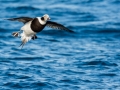 Long-tailed Duck 10