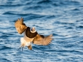 Long-tailed Duck 5