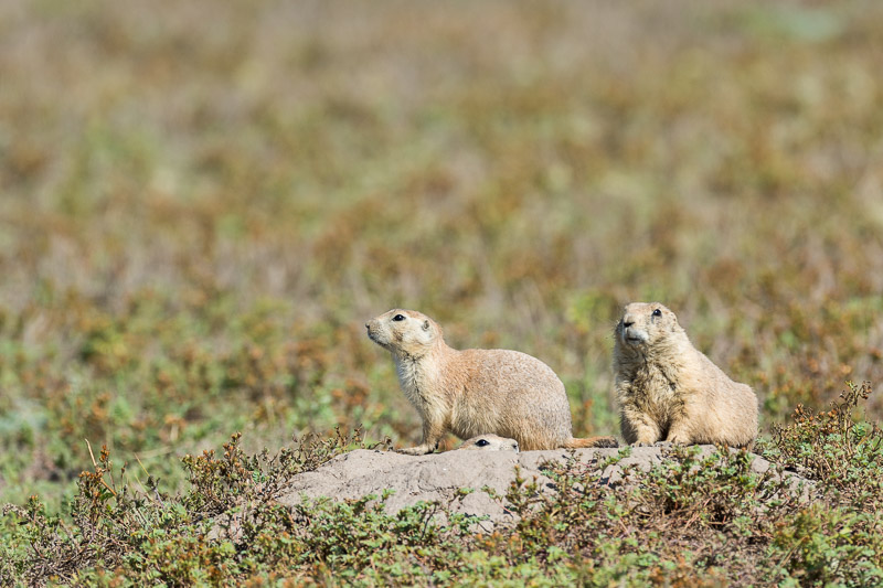 Prarie-Dogs-1-8-29-14