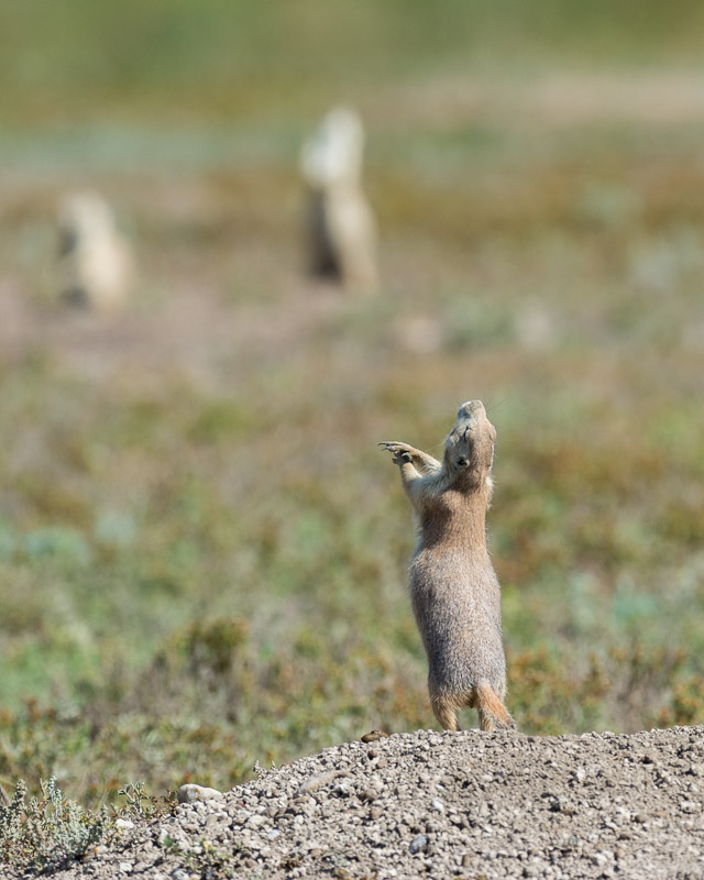 Prarie-Dogs-2-8-29-14