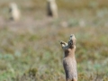 Prarie-Dogs-2-8-29-14